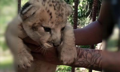 Solo una cría de león sobrevive a parto múltiple en el zoológico de Sancti Spíritus (1)