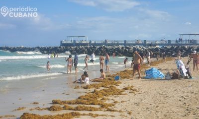 Autoridades de Florida advierten sobre la presencia de tiburones a bañistas