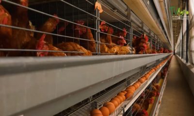 Cuba importará 40 millones de huevos anuales desde Colombia