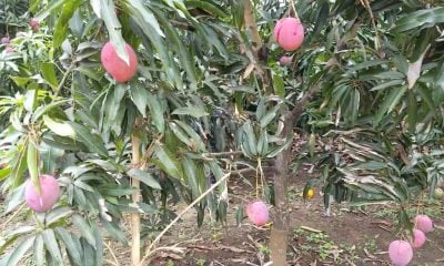 Gobierno busca exportar alimentos a Francia a pesar de la crisis alimentaria en Cuba