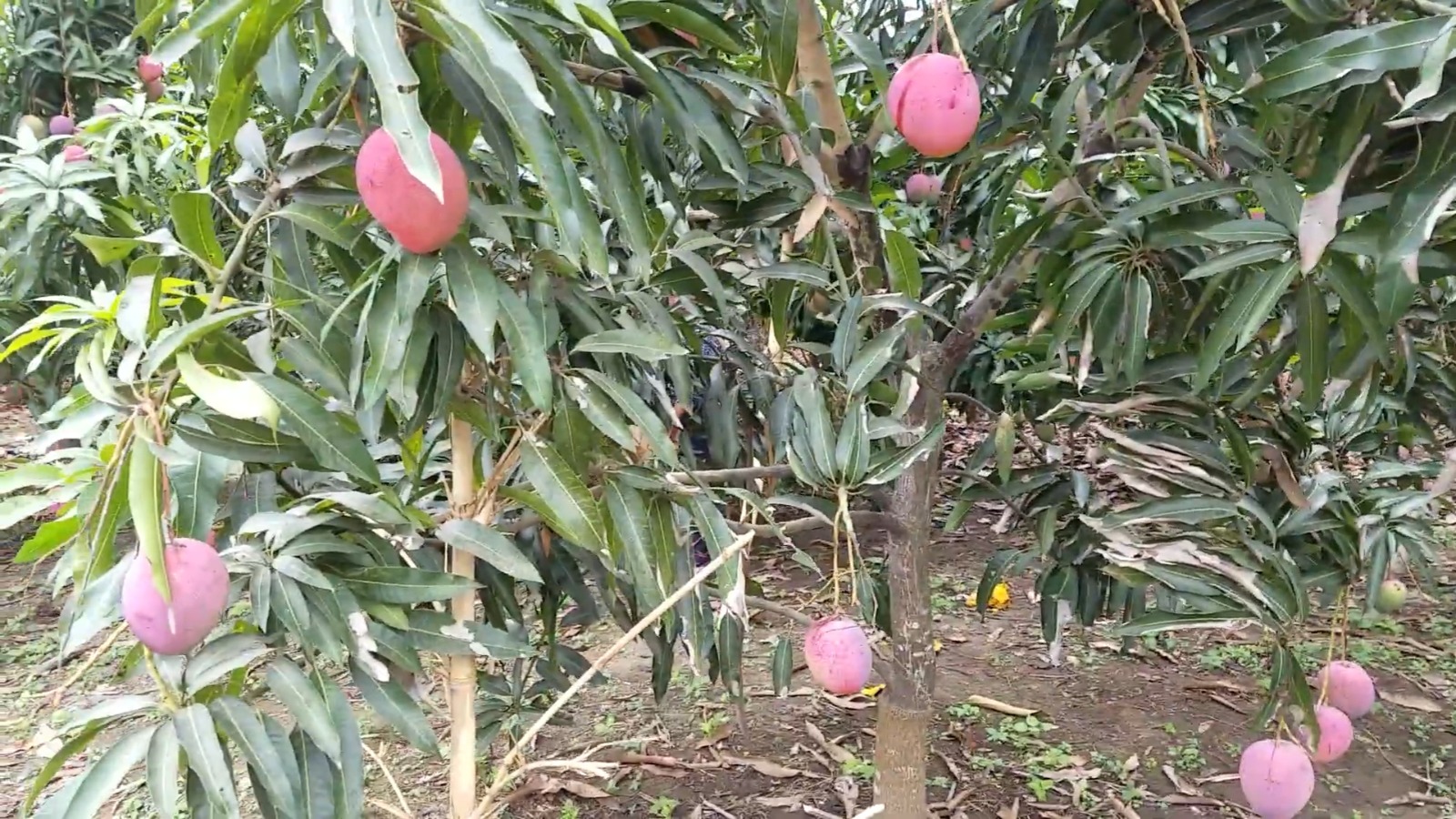 Gobierno busca exportar alimentos a Francia a pesar de la crisis alimentaria en Cuba