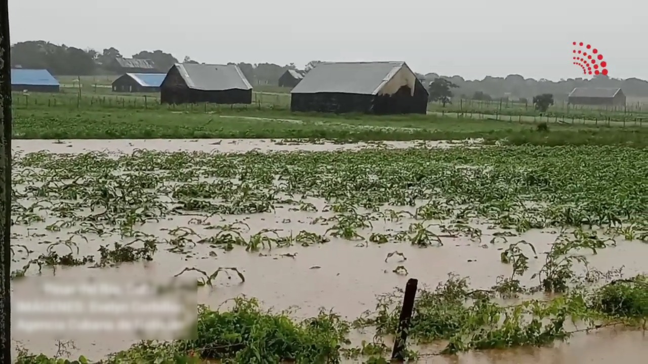 Lluvias arrasan con más de mil hectáreas de cultivos en Pinar del Río