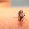 Los CDC emiten alerta sanitaria por aumento de dengue en Estados Unidos (1)