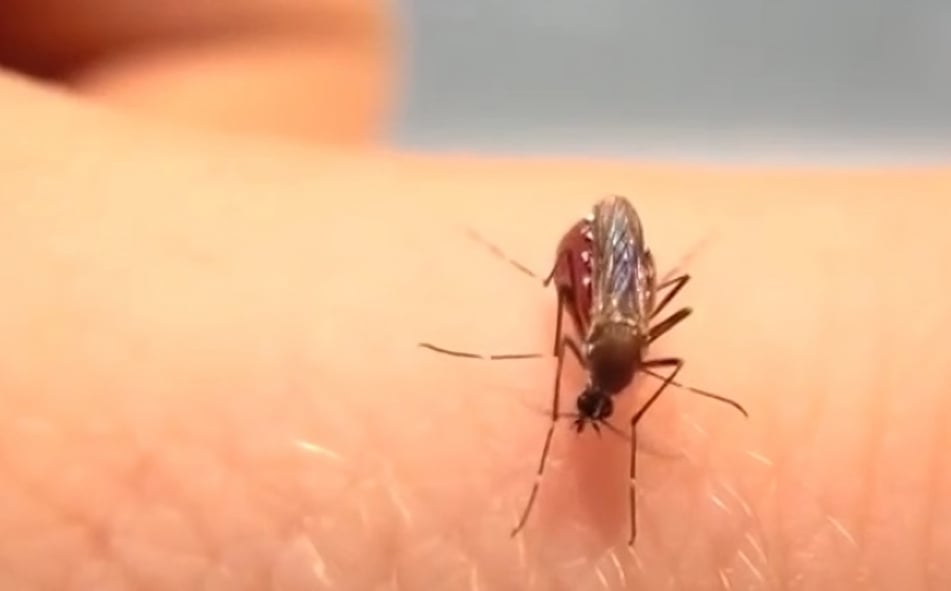 Los CDC emiten alerta sanitaria por aumento de dengue en Estados Unidos (1)