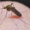 Piden emitir una alerta epidemiológica para viajeros a Cuba por virus de Oropouche (1)