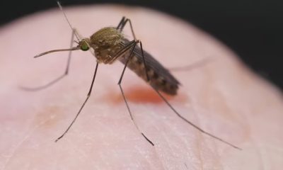 Piden emitir una alerta epidemiológica para viajeros a Cuba por virus de Oropouche (1)