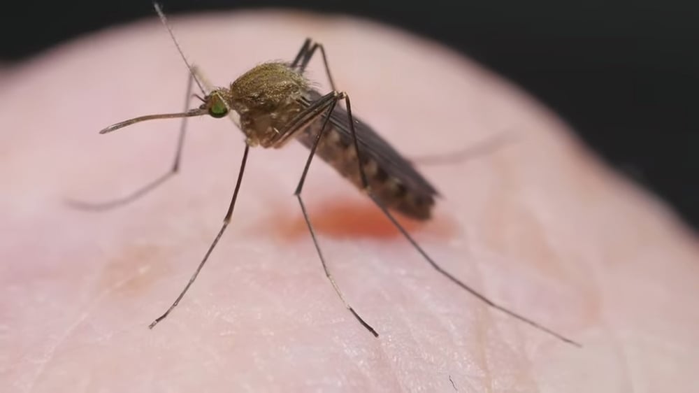 Piden emitir una alerta epidemiológica para viajeros a Cuba por virus de Oropouche (1)