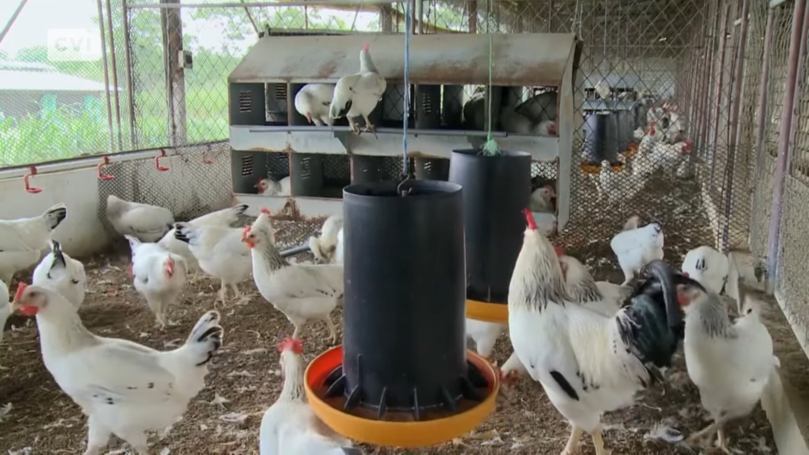 Sacrifican a 54.000 gallinas ponedoras en Holguín por escasez de pienso