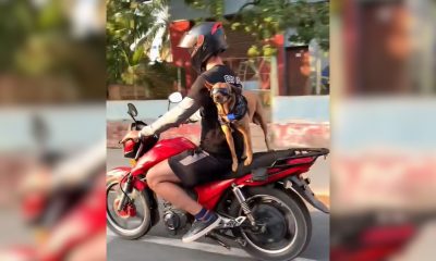 Koffee, el perrito motorizado de La Habana