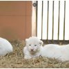 Leones blanco