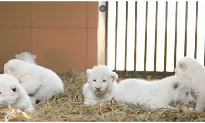 Leones blanco