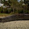 Desafío Python 2024 ofrece premios de hasta 10.000 dólares en Florida 4 (13)