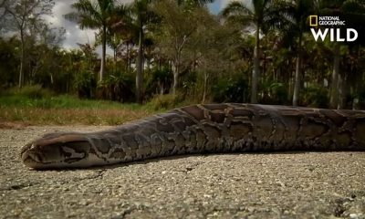 Desafío Python 2024 ofrece premios de hasta 10.000 dólares en Florida 4 (13)