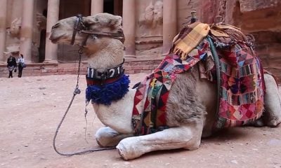 Camello del desierto