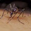 Notable incremento del mosquito transmisor del dengue en Pinar del Río (1)