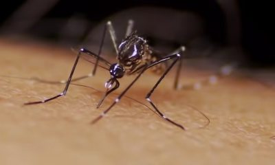 Notable incremento del mosquito transmisor del dengue en Pinar del Río (1)