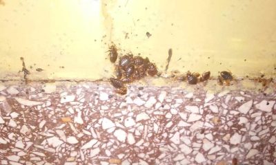 Pacientes y familiares sufren plaga de chinches en hospital psiquiátrico de Santiago de Cuba
