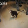 Primeros avistamientos de una cría de canguro arborícola en el zoológico de Miami