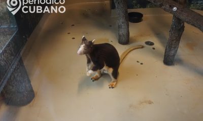 Primeros avistamientos de una cría de canguro arborícola en el zoológico de Miami