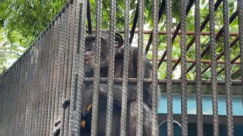 Uno de los chimpancés más longevos de Cuba vive en el zoológico de Sancti Spíritus (2)