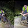 Video viral Cazador de serpientes atrapa una pitón de 17 pies en Florida
