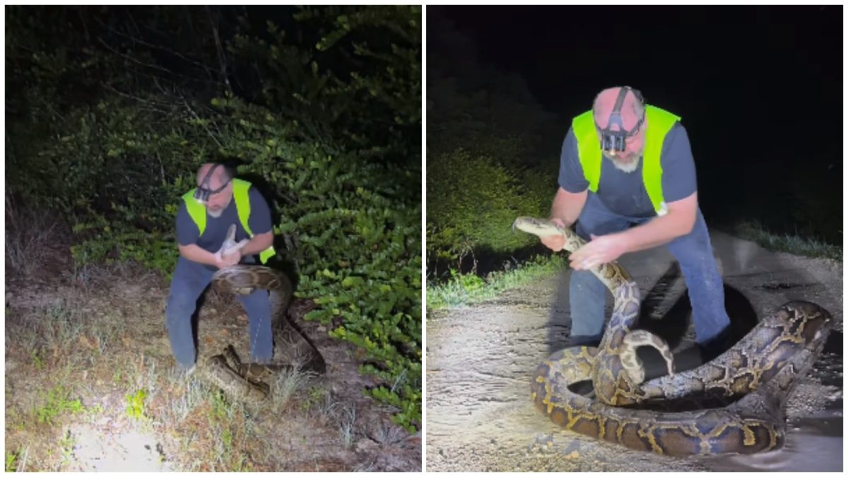 Video viral Cazador de serpientes atrapa una pitón de 17 pies en Florida
