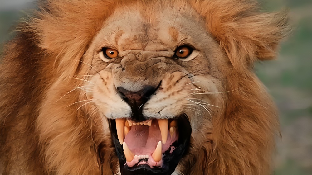 León