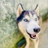 Activista cubana salva a perrito callejero al borde de la muerte por grave herida