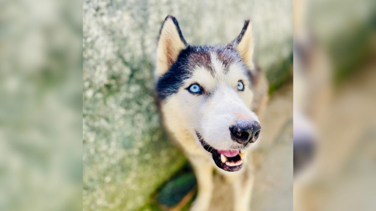 Activista cubana salva a perrito callejero al borde de la muerte por grave herida