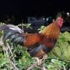 Arrestan a cubanos involucrados en pelea de gallos en Carolina del Norte