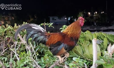 Arrestan a cubanos involucrados en pelea de gallos en Carolina del Norte
