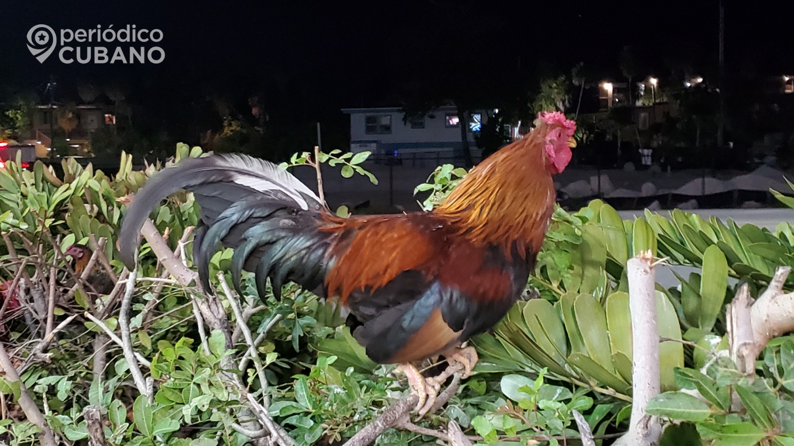 Arrestan a cubanos involucrados en pelea de gallos en Carolina del Norte