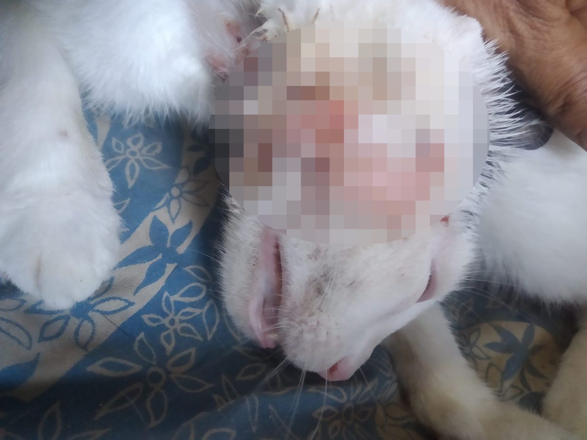 Cuba relata cómo rescato a una gata malherida en las calles de La Habana