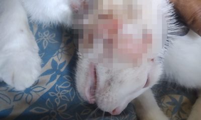 Cuba relata cómo rescató a una gata malherida en las calles de La Habana