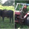 Desde enero el gobierno no paga a los campesinos productores de leche en Villa Clara