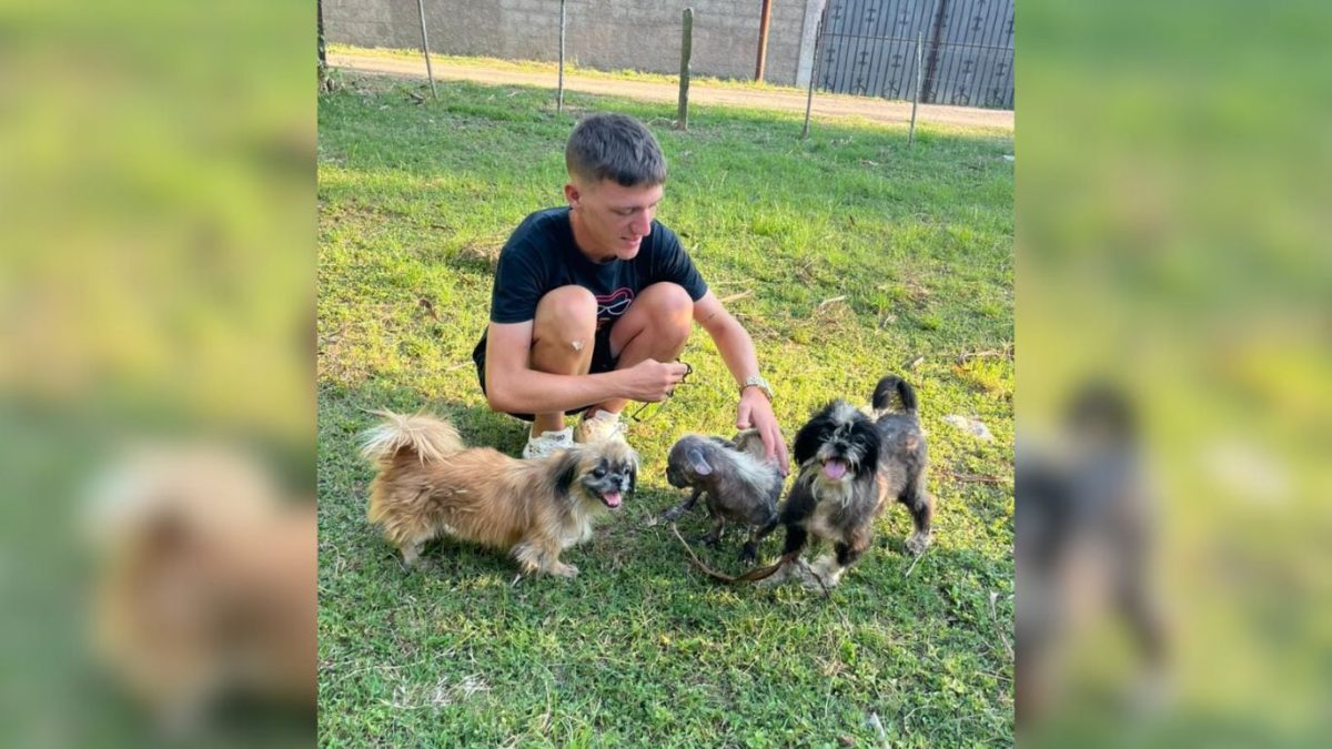 Lanzan campaña para crear un refugio canino en Mayabeque