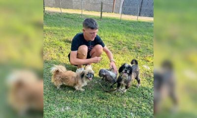 Lanzan campaña para crear un refugio canino en Mayabeque