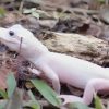 Caimán albino