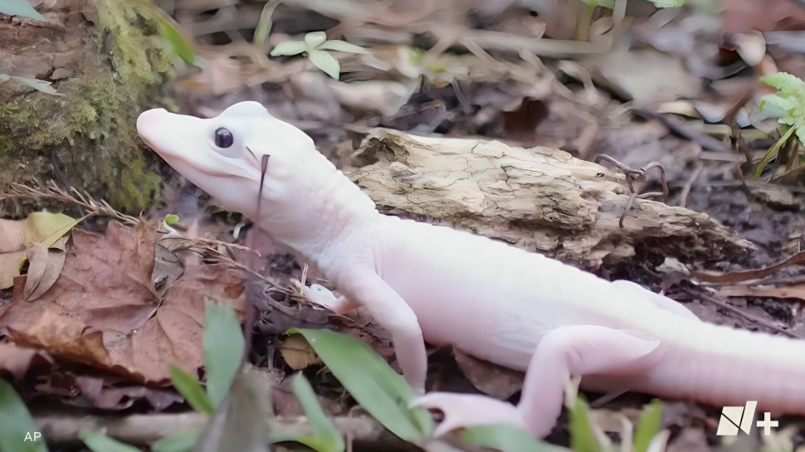 Caimán albino