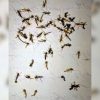 Vecina de La Habana muestra la invasión de mosquitos en su casa
