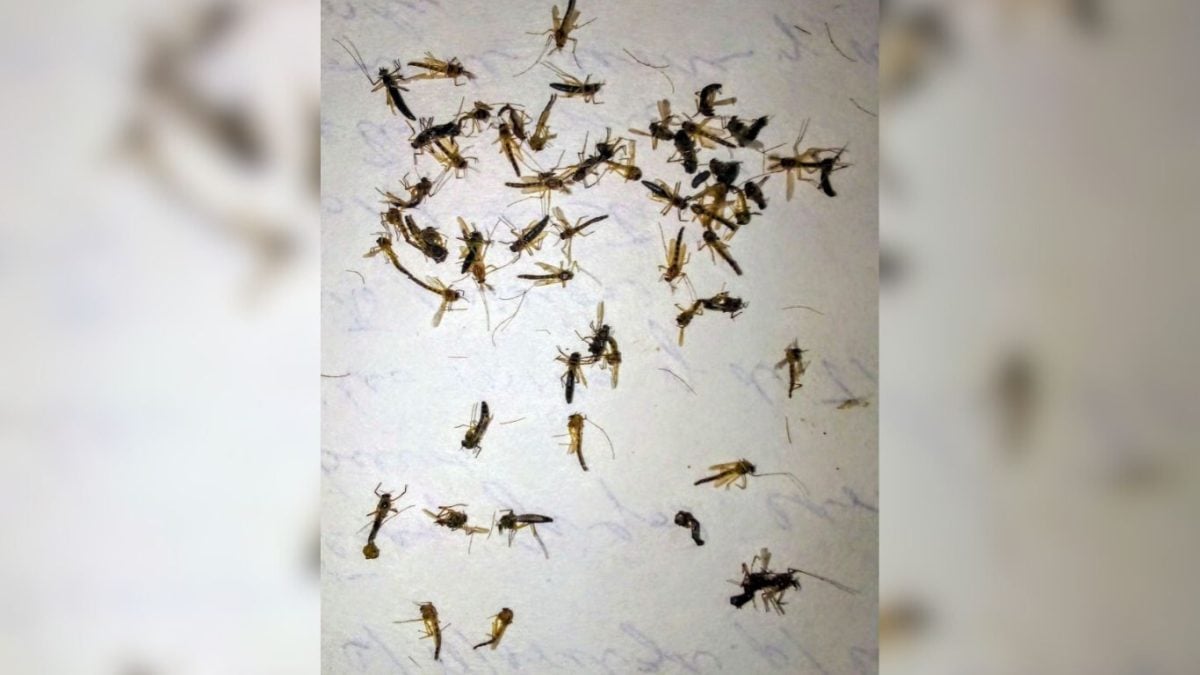 Vecina de La Habana muestra la invasión de mosquitos en su casa