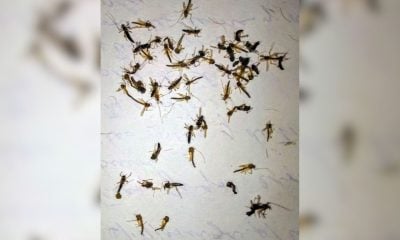 Vecina de La Habana muestra la invasión de mosquitos en su casa