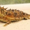 Zoológico de Miami logra el nacimiento de crías de una especie amenazada en Texas (15)