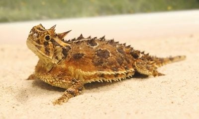 Zoológico de Miami logra el nacimiento de crías de una especie amenazada en Texas (15)