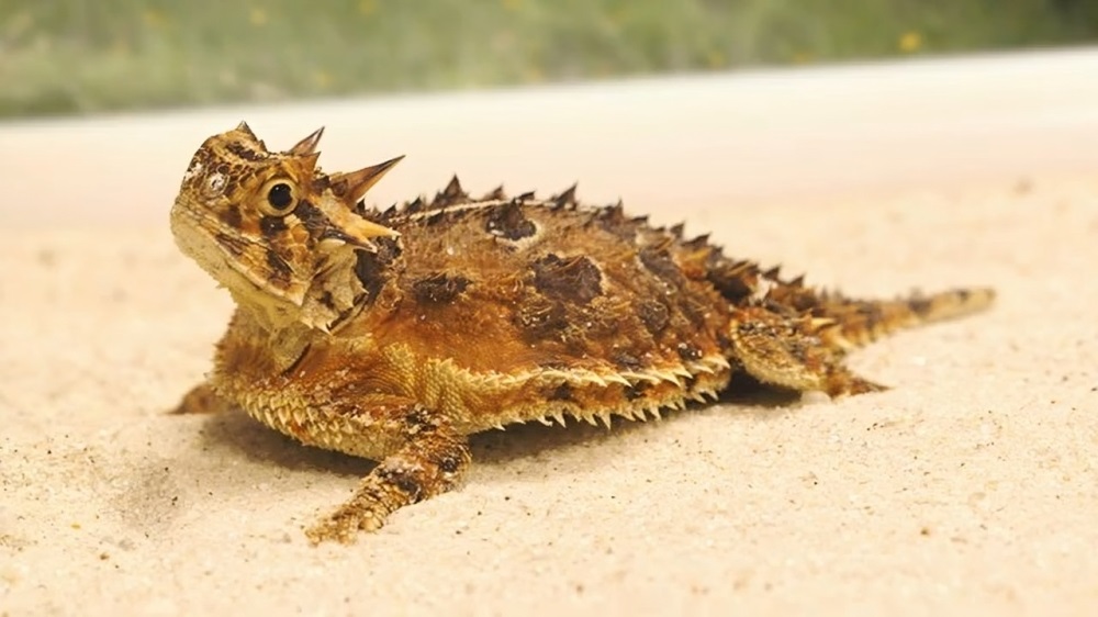 Zoológico de Miami logra el nacimiento de crías de una especie amenazada en Texas (15)