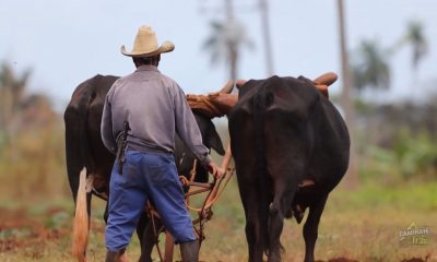 Campesinos cubanos protestan ante la ANAP y el PCC por impagos del gobierno