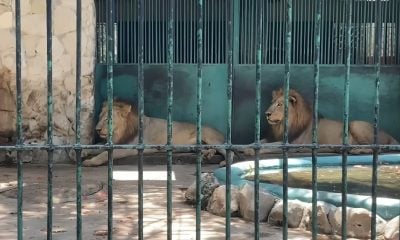 Zoológico de 26