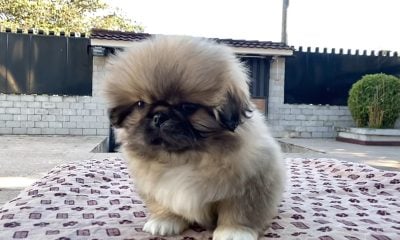 Rechazo en veterinaria estatal provoca la muerte de una perrita en La Habana