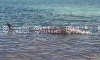 bufeo
