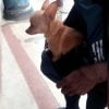 Dueña ofrece 100 dólares para recuperar a su perrita desaparecida en La Habana (1)